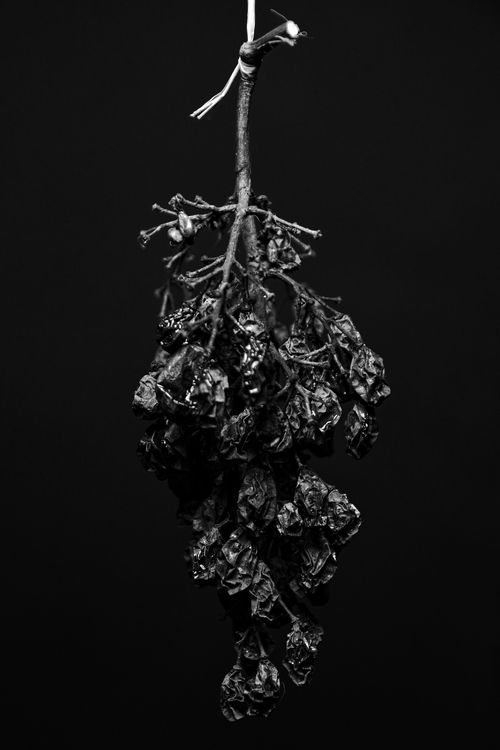 Free A moody black and white photograph of a dried branch against a dark background. Stock Photo