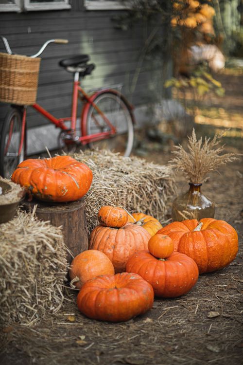 Free Rustic fall scene with pumpkins, hay bales, and red bicycle outdoors. Stock Photo