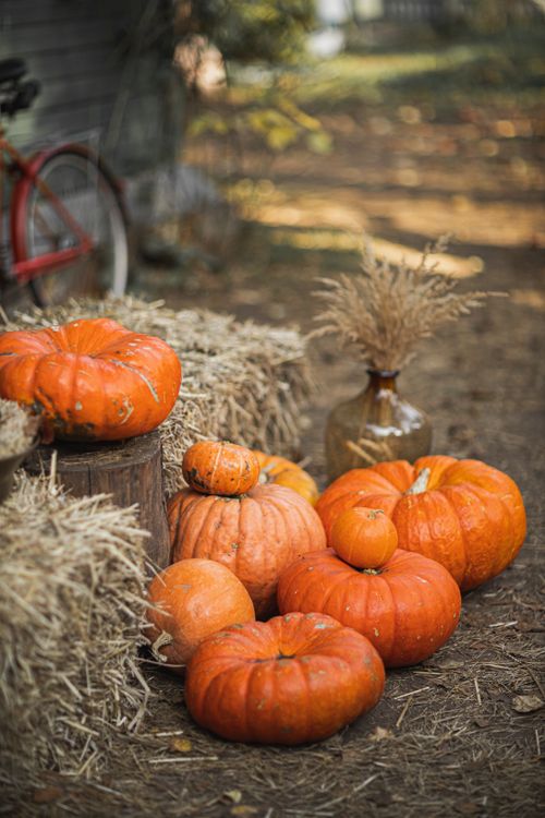 Free A collection of pumpkins and hay bales creates a traditional fall ambiance outdoors. Stock Photo