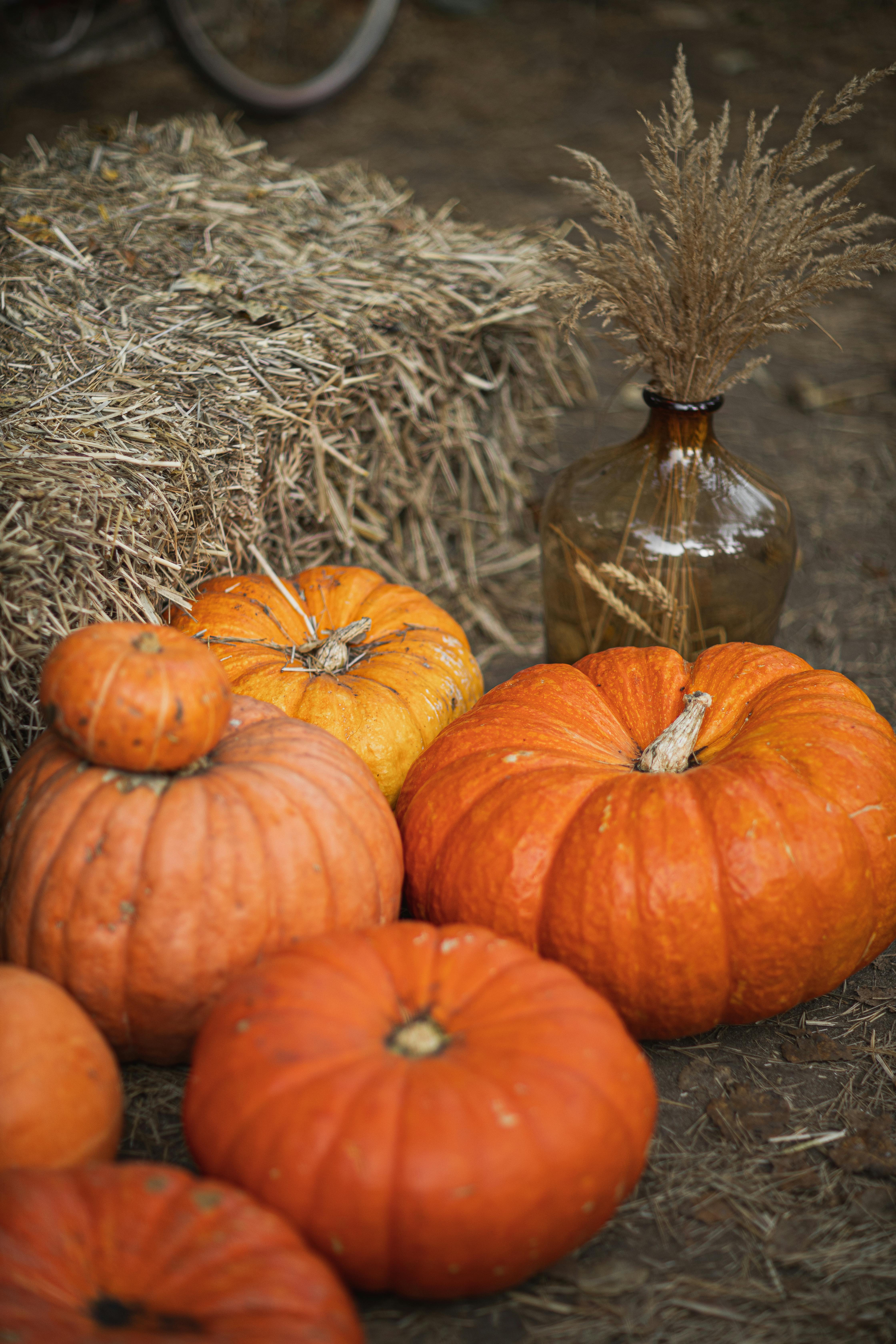 big orange pumpkins near brown hay