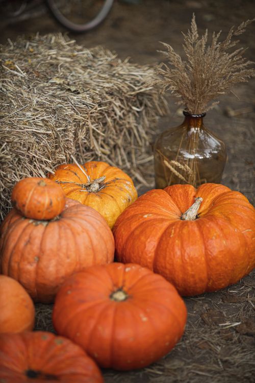 Free Autumn harvest display with vibrant pumpkins and rustic hay bale, ideal for seasonal celebrations. Stock Photo