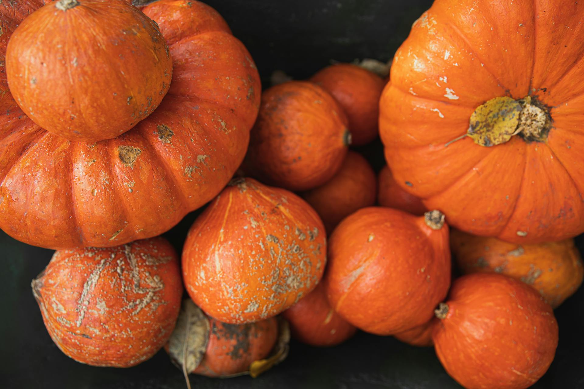 Orange Pumpkins