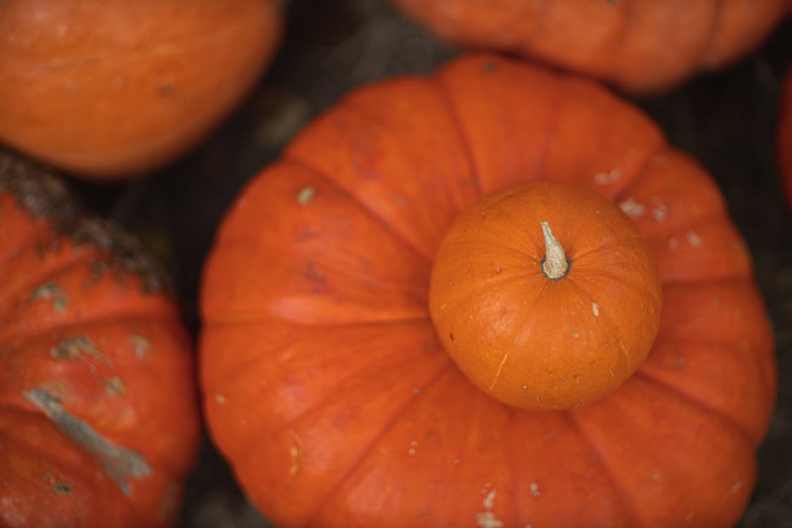 Orange Pumpkin Dalam Fotografi Close Up