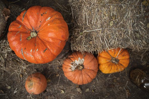 Δωρεάν στοκ φωτογραφιών με halloween, patch, αγρόκτημα