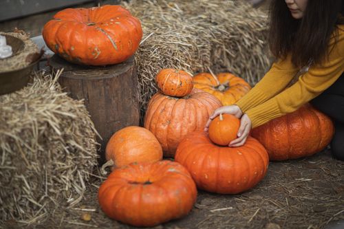 Free A woman arranges pumpkins at an outdoor patch with hay bales during fall. Stock Photo