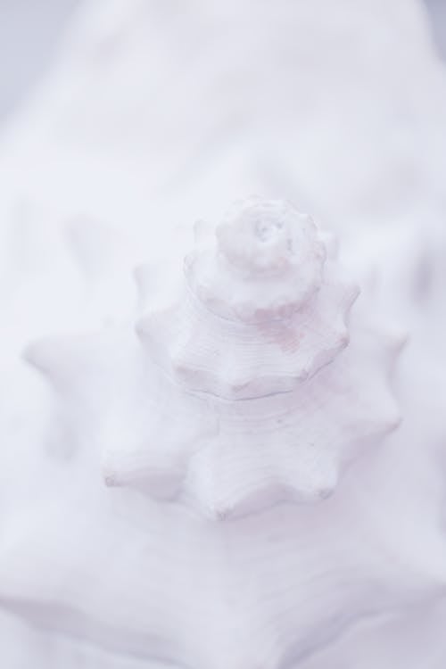 Free Close-Up Shot of a White Seashell Stock Photo