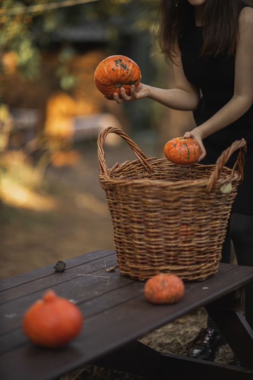 Free A woman in a black dress places pumpkins into a wicker basket on an outdoor wooden table. Stock Photo