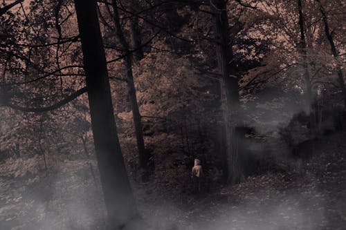 Fotobanka s bezplatnými fotkami na tému Halloween, oblak lesa, sám