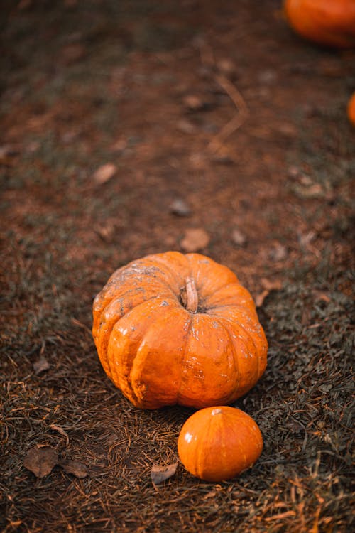 Citrouille Orange Sur Sol Brun