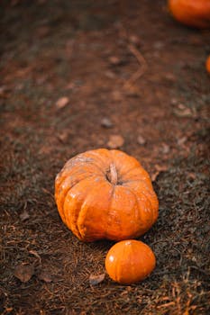 Close-up view of pumpkins on a rustic path, capturing the essence of fall's harvest season.