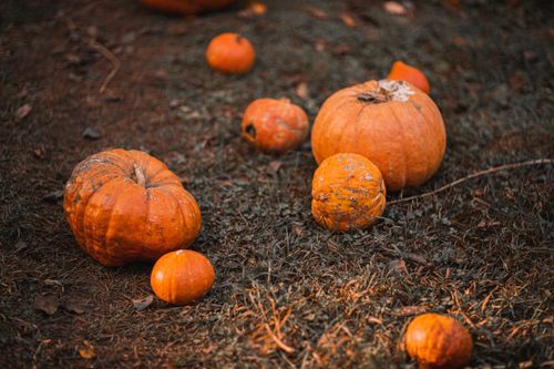 Free A variety of pumpkins lying on the grass in a fall setting, perfect for harvest and Halloween themes. Stock Photo