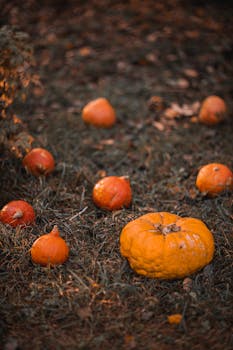 Scattered pumpkins on grass in an autumn field, perfect for fall themes.