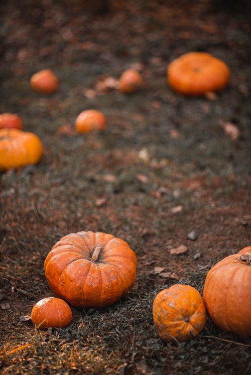 Free A collection of pumpkins scattered on an autumn field, perfect for seasonal themes. Stock Photo