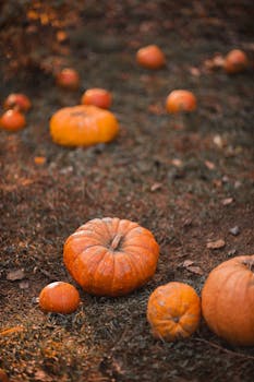 Rustic field scattered with vibrant orange pumpkins, capturing the essence of fall and harvest season.