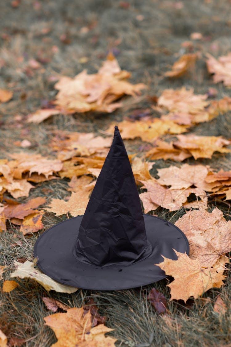 Black Hat On Dried Leaves