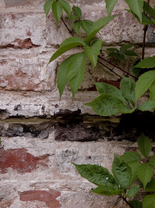 나뭇잎, 벽돌 벽, 성장의 무료 스톡 사진