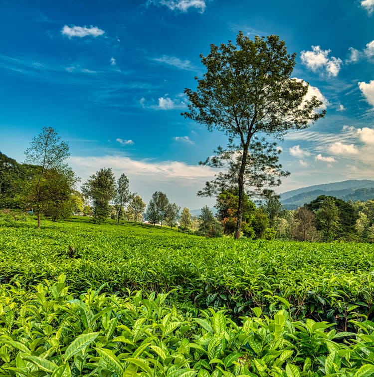 Tea Plantation Near Trees On Field