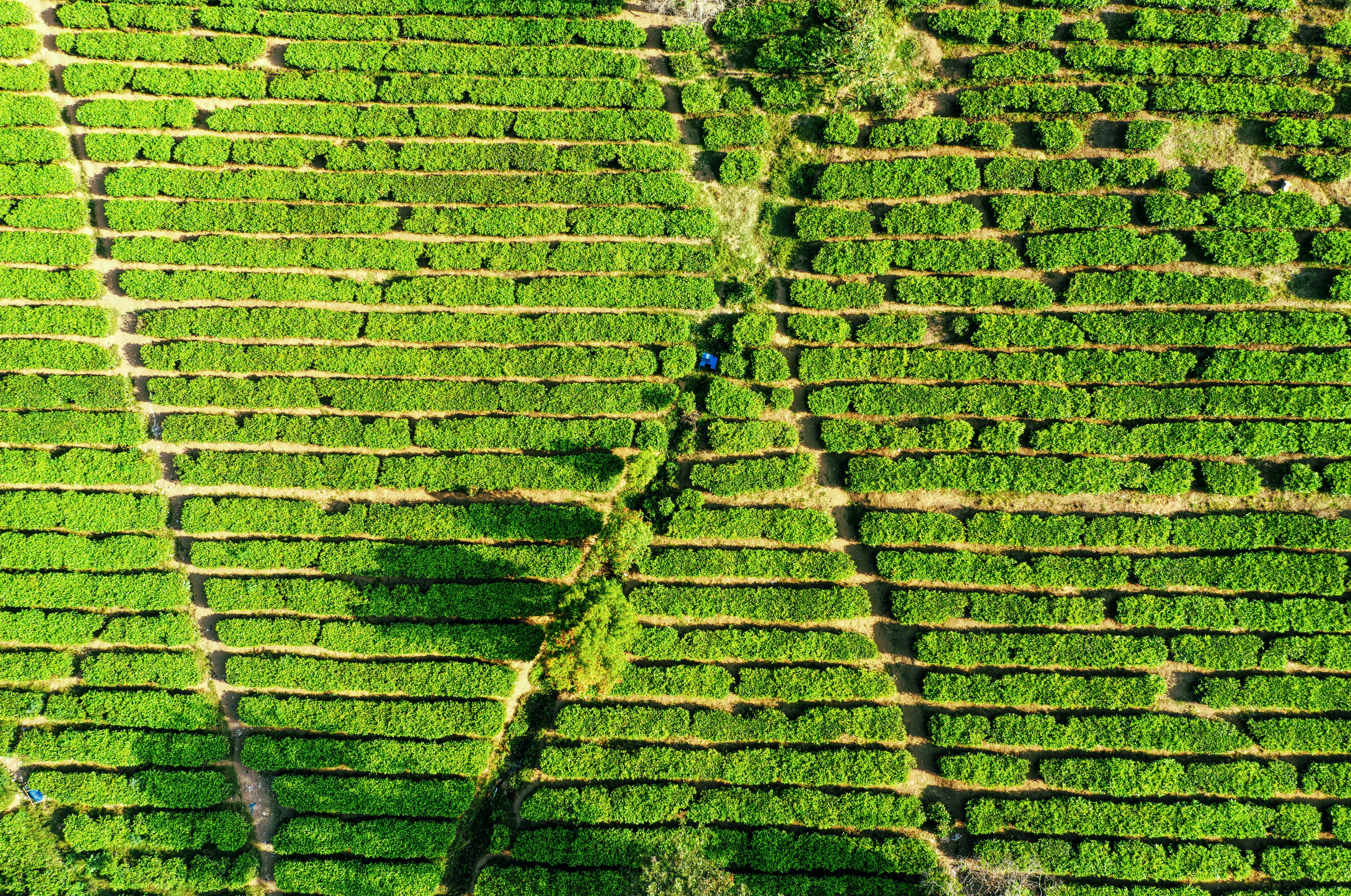 Akomodasi Tea Path Photos, Download The BEST Free Akomodasi Tea Path ...