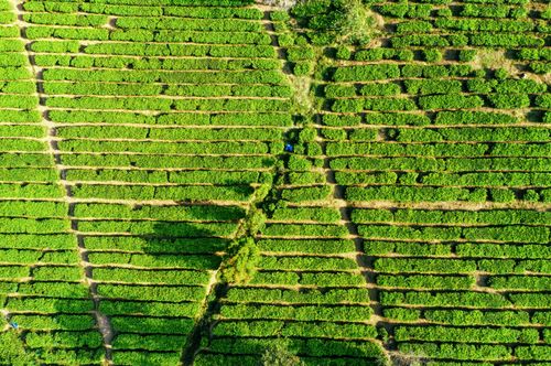 Free Top view of green field covered with tea plantation with pathways and trees in summer sunny day Stock Photo