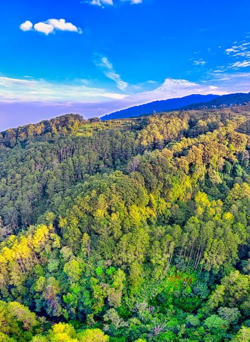 Landscape of green forest on mountains in sunny day