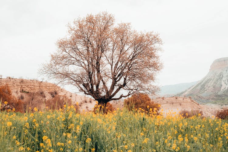 Brown Bare Tree In The Nature