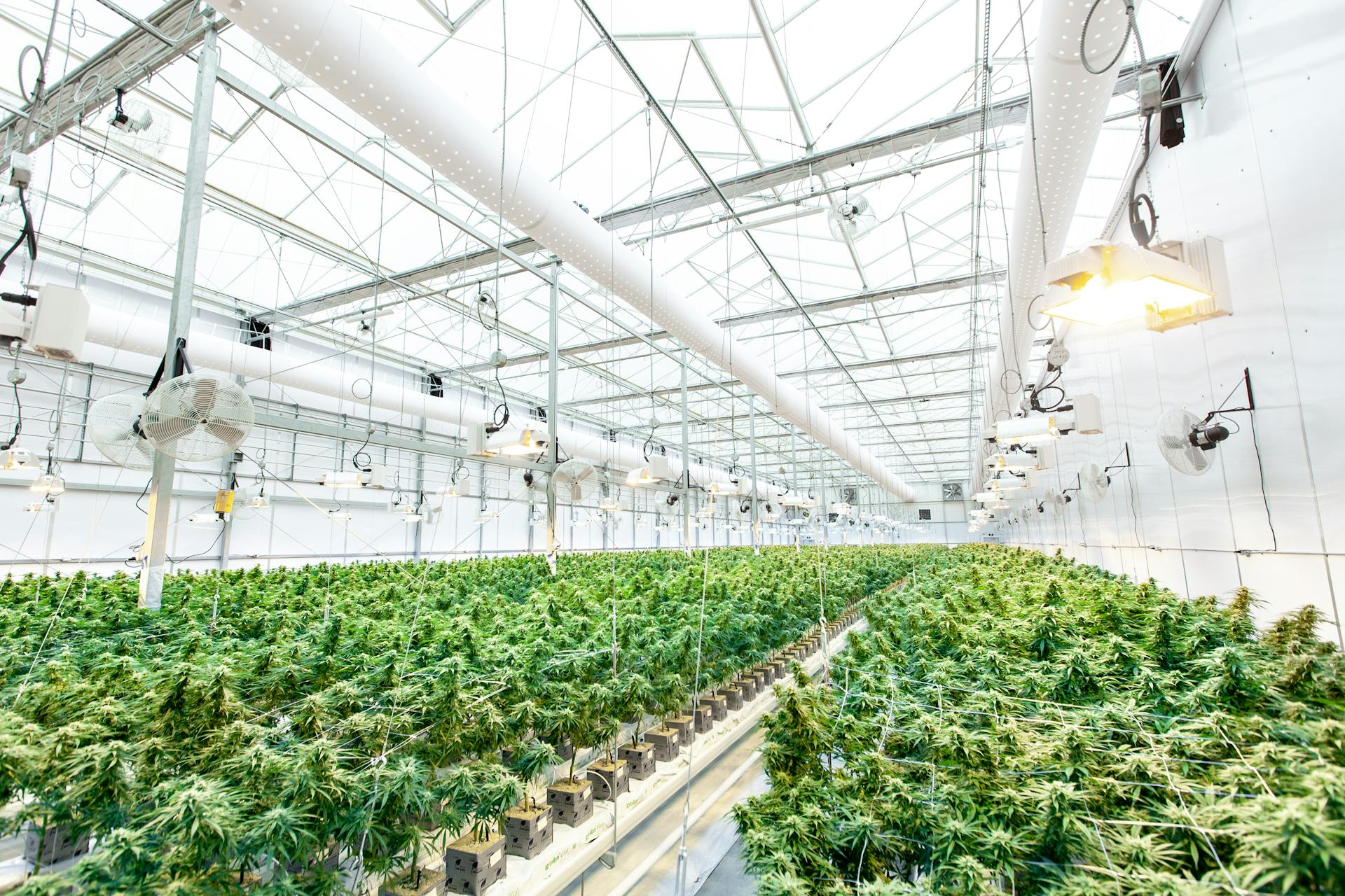 Vibrant cannabis plants growing inside a well-lit greenhouse facility for organic hemp cultivation.