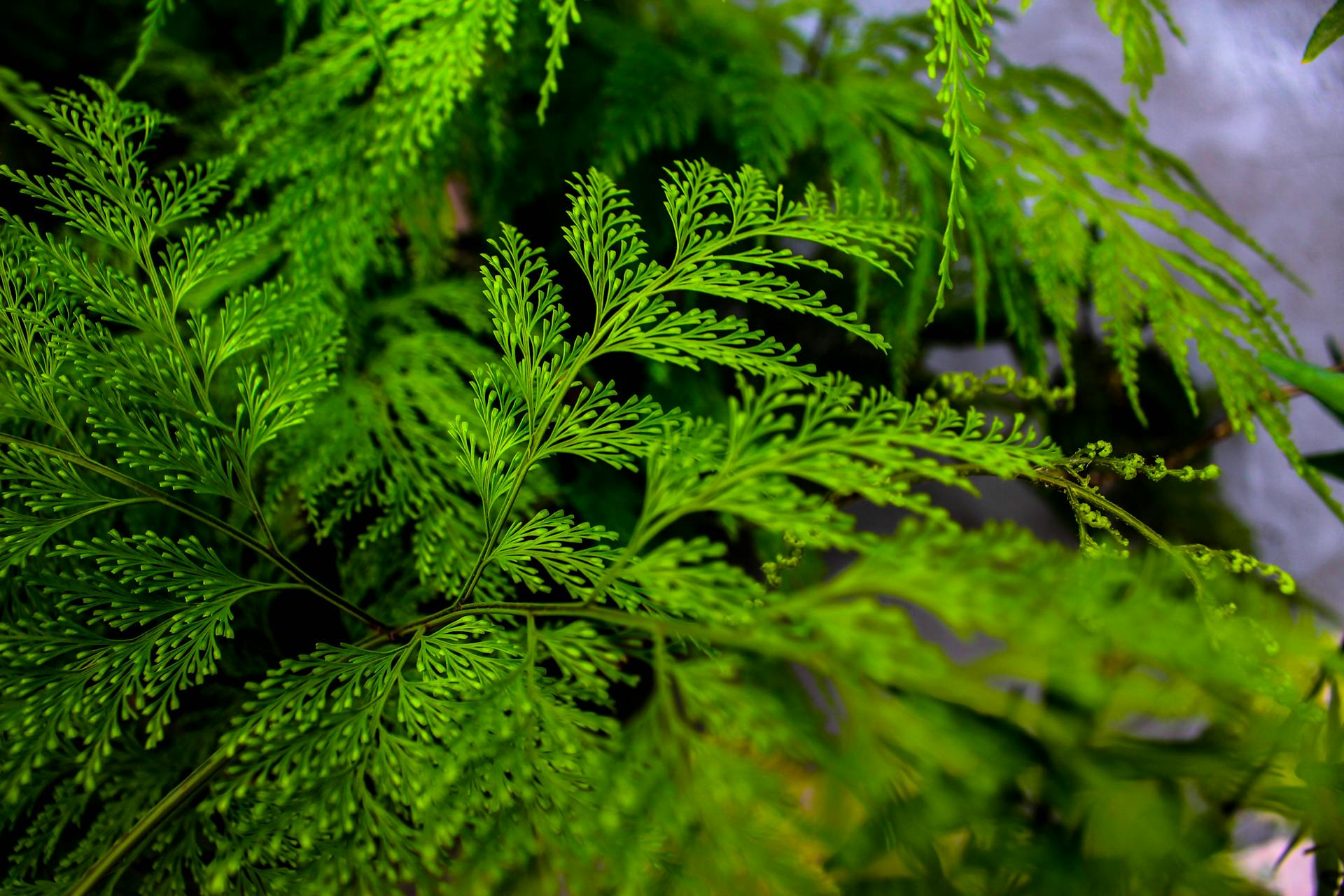 Close up of Green Thuja Leaves