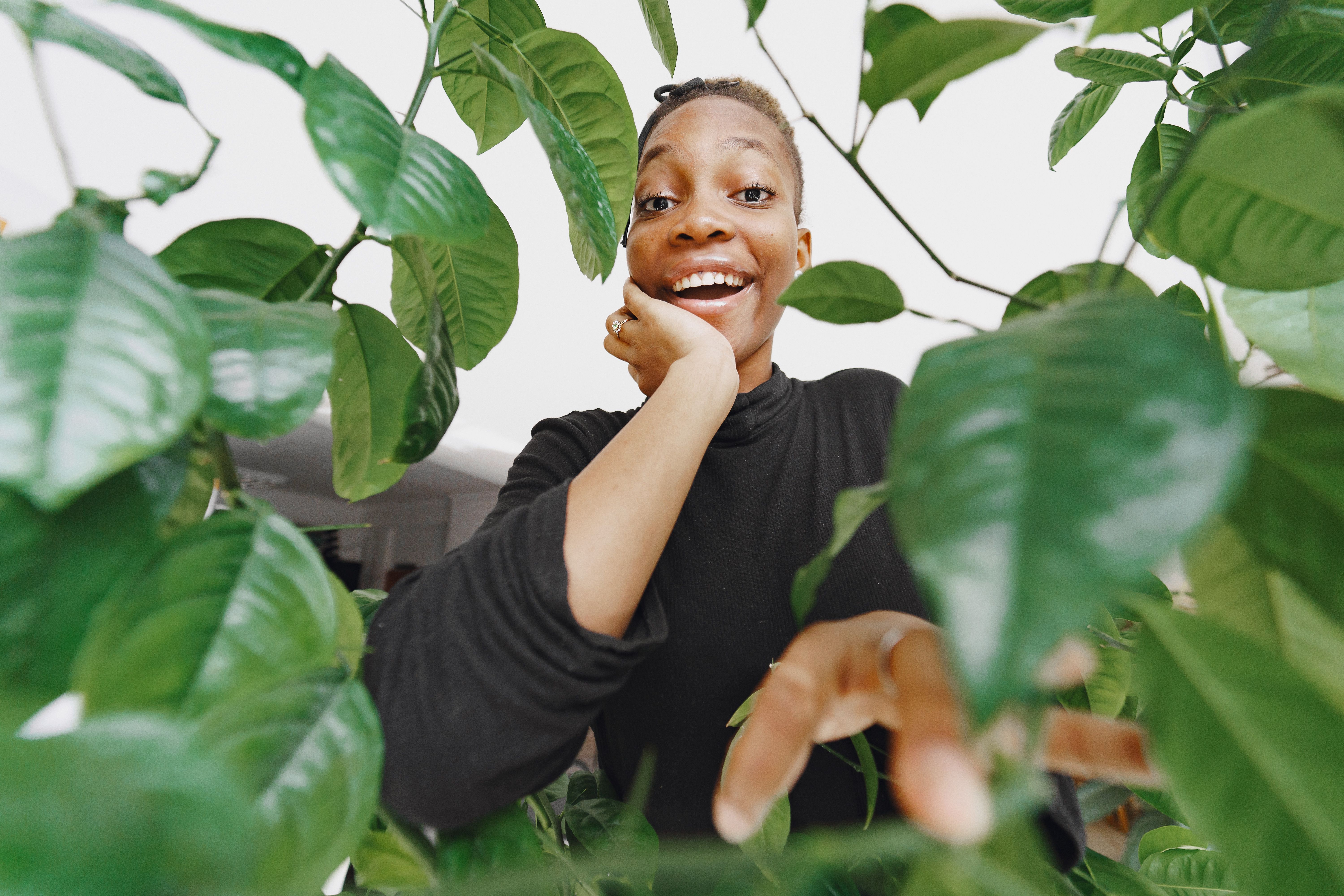 Le chant oublié de vos feuilles de plantes