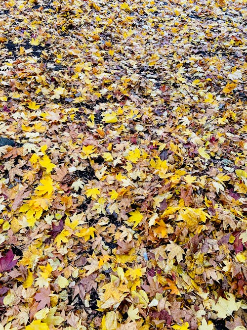 Free Yellow and Brown Fallen Leaves on the Ground Stock Photo