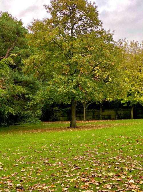 Free A serene park scene captures a lone oak tree surrounded by green grass and fallen autumn leaves. Stock Photo