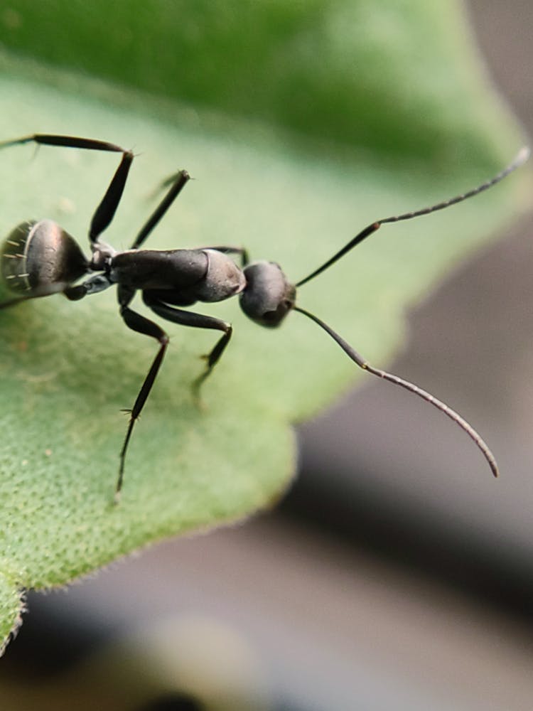 Ant On Leaf