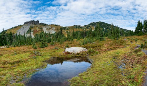 Immagine gratuita di acqua, alberi, campagna