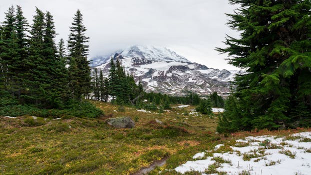 Breathtaking view of Mount Rainier's snow-capped peaks surrounded by lush conifers.