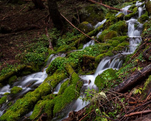 Free Green Mossy Rocks in the Forest Creek Stock Photo