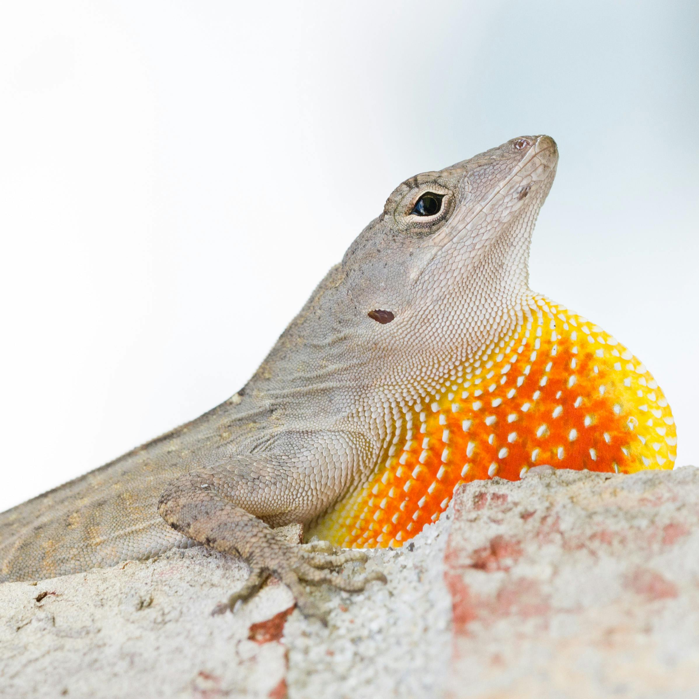 Close-up of a Brown Anole lizard on a rock with a vibrant orange dewlap against a white background.