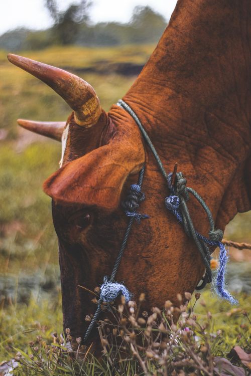 Free A side view of a brown cow eating grass in a rural pasture, showcasing its rope harness and horns. Stock Photo