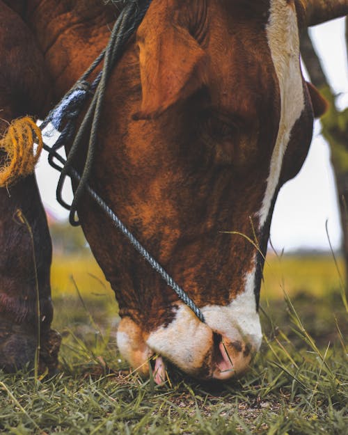 Free Brown and White Cow Eating Grass Stock Photo