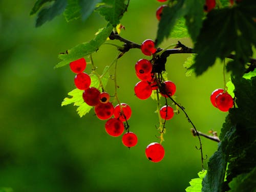 Free stock photo of berries, red, red currants Stock Photo