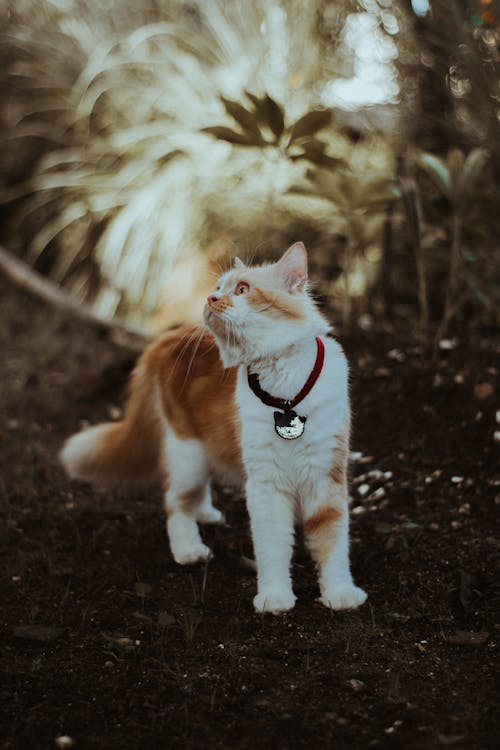 Full length cute domestic red and white cat in collar standing in green verdant garden and looking away
