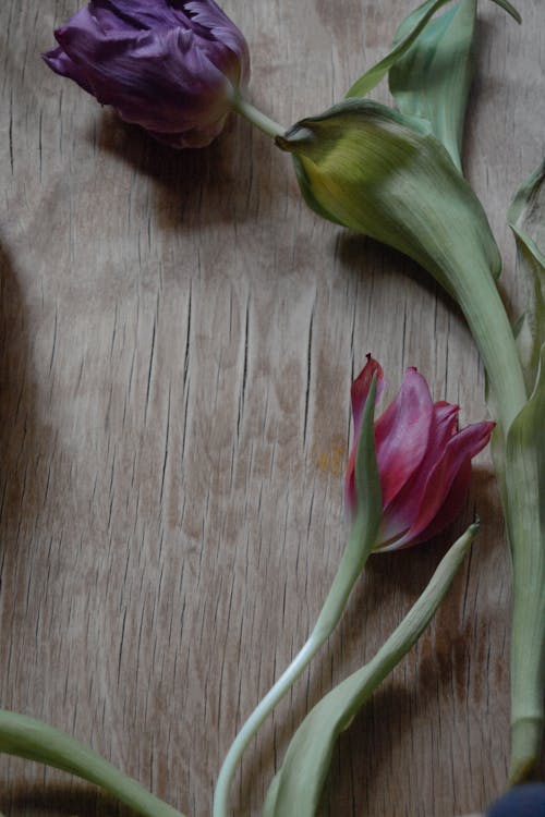  Tulips on Brown Wooden Table