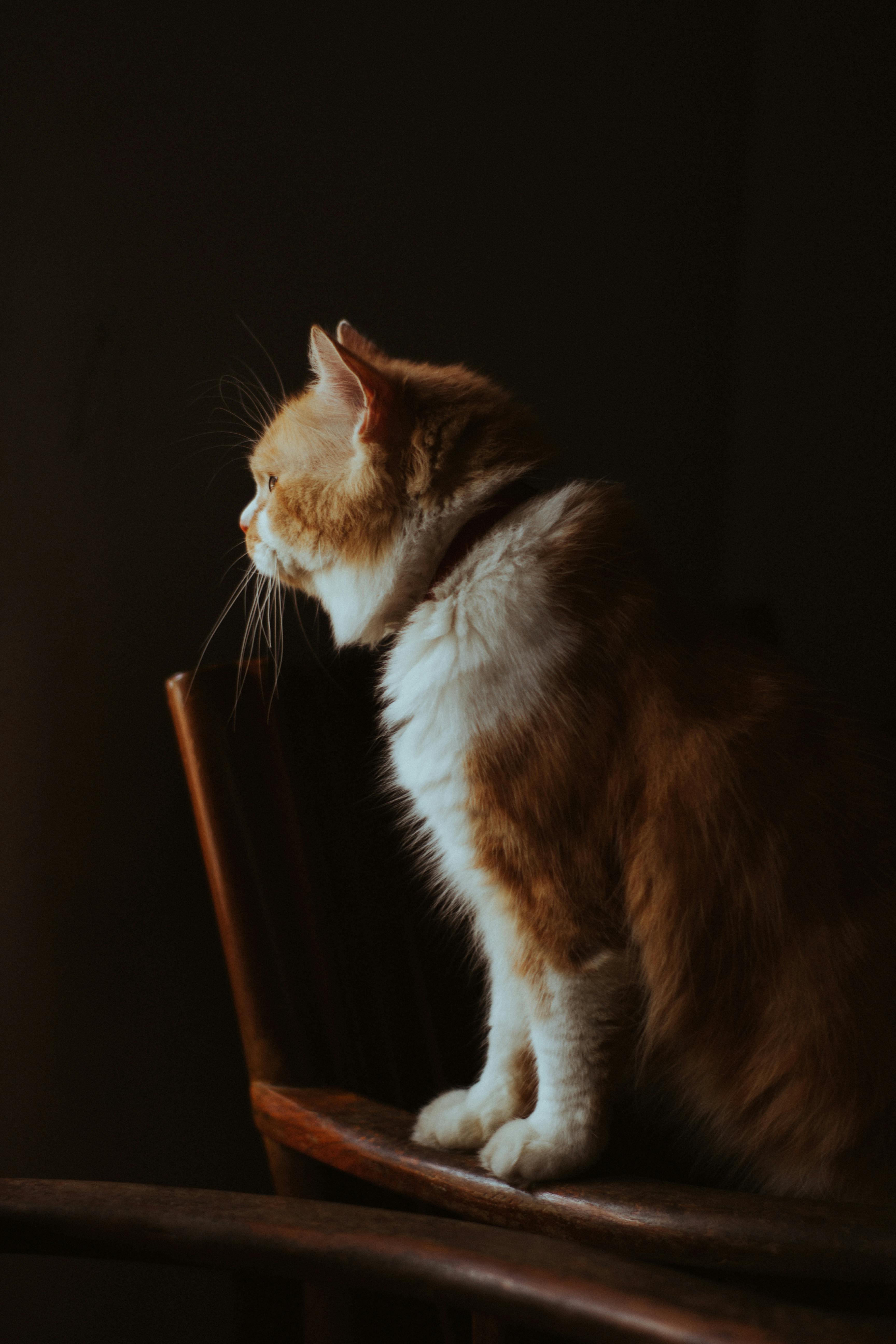 Side view adorable chubby cat with fluffy red and white fur standing on wooden chair in dark room and looking away attentively