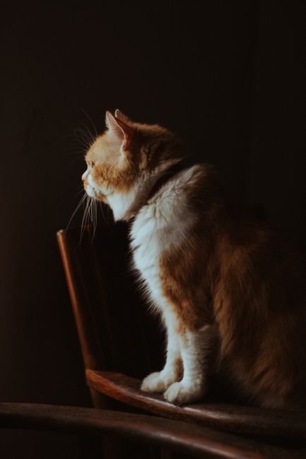 Side view adorable chubby cat with fluffy red and white fur standing on wooden chair in dark room and looking away attentively