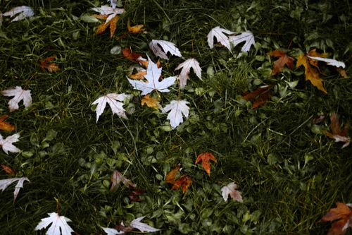 Free Autumn maple leaves scattered on vibrant green grass, creating a beautiful natural contrast. Stock Photo