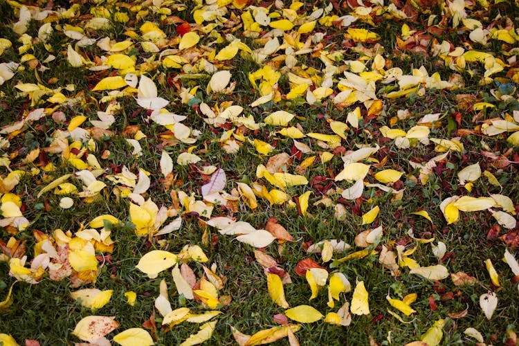 Yellow And Brown Leaves On Ground