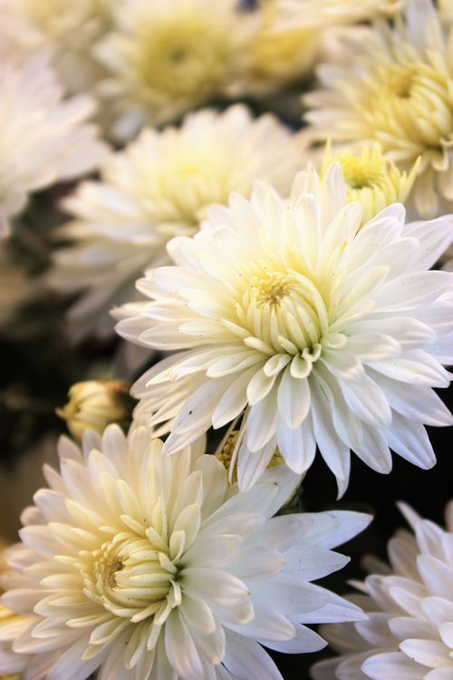 Free Close-up of elegant white chrysanthemums in full bloom, showcasing delicate petals and natural beauty. Stock Photo