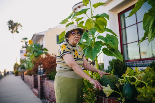 高级女性在花园里照料户外南瓜植物，拥抱自然和休闲