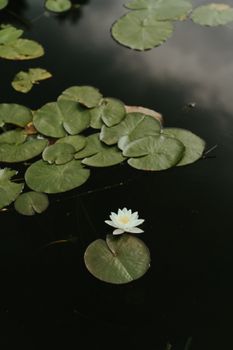 池塘上停着一朵白莲花，周围都是睡莲