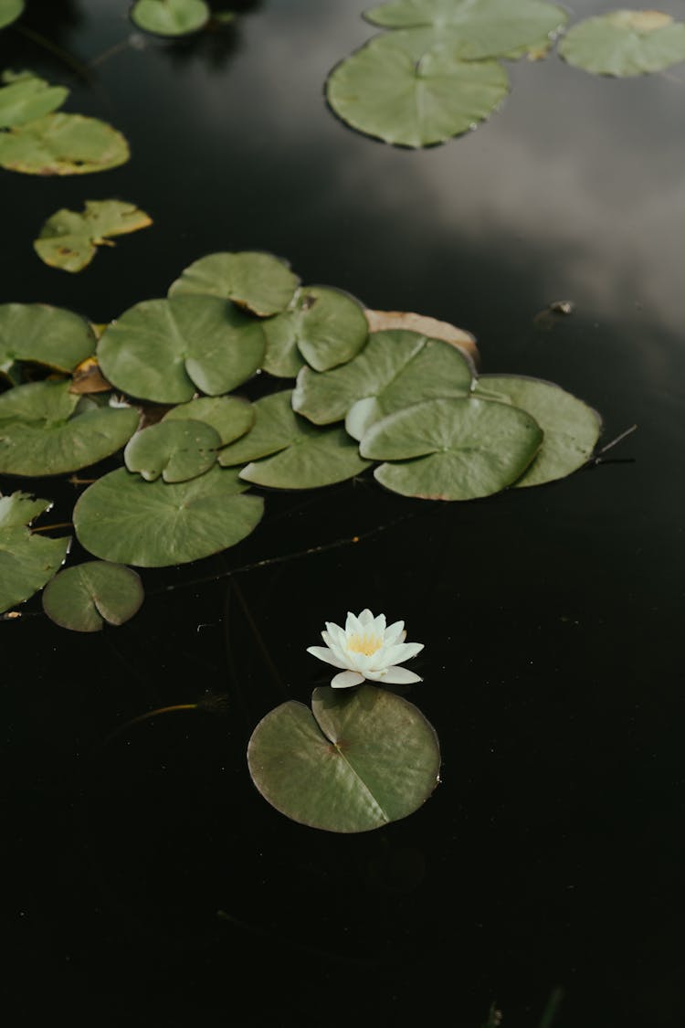White Lotus Flower On Water