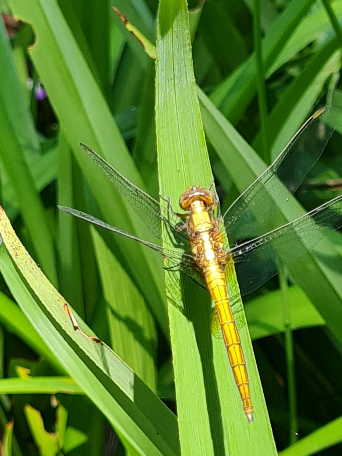 Colorful grain bowl with vegetables and protein arranged artfully in a dish
