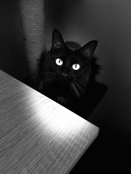 Kostenloses Stock Foto zu katzengesicht, schwarz, schwarze katze
